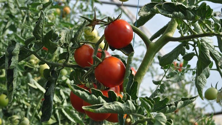 tomates (2)